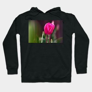 Tulip in a garden Hoodie